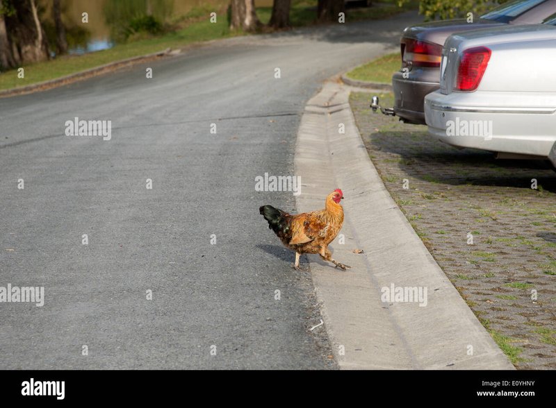 Chicken road gioco a Italy