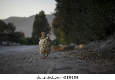 Chicken road online in Netherlands